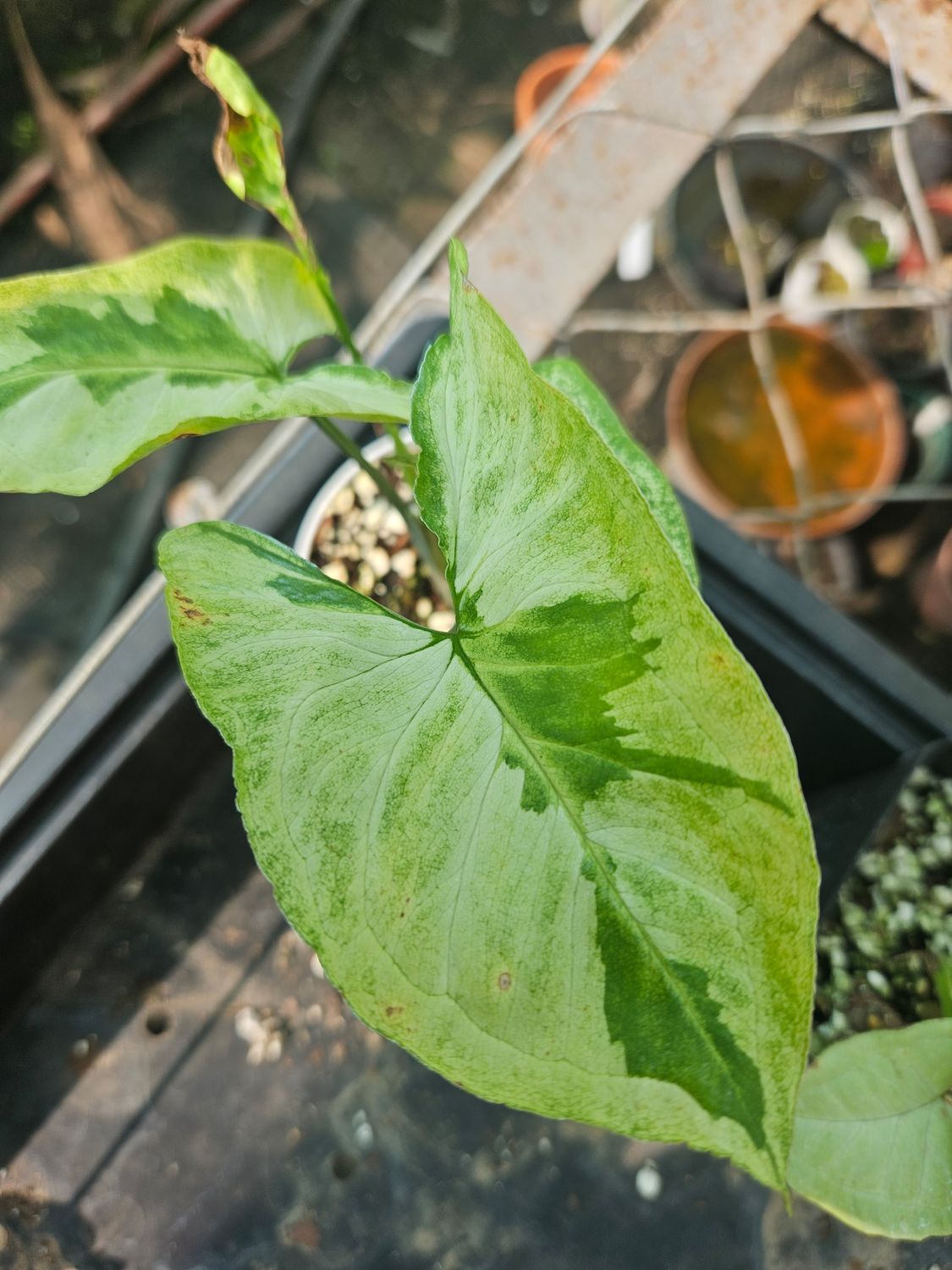 Syngonium 3 Kings Syngonium 3 Kings