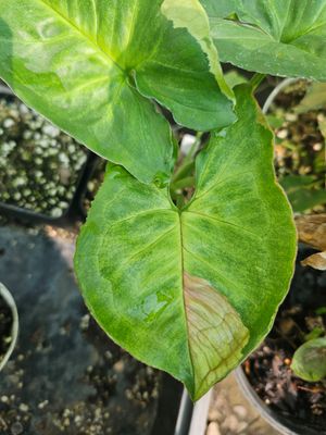 Syngonium T24