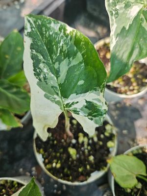 Syngonium albo