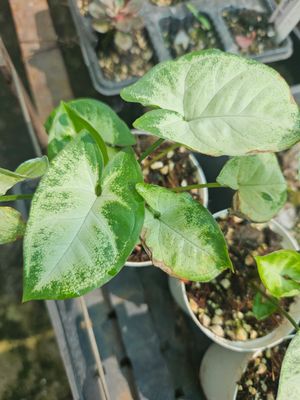 Syngonium Pixie (Mini Syngonium)