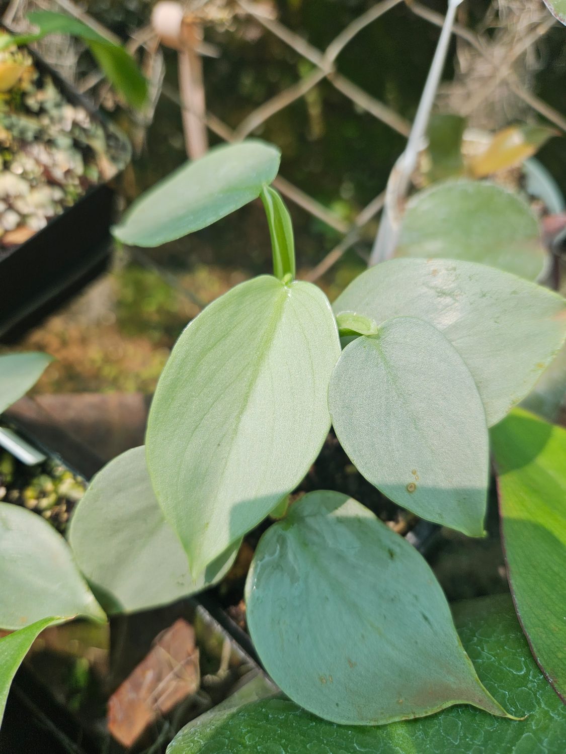 Philodendron Silver Sword Small