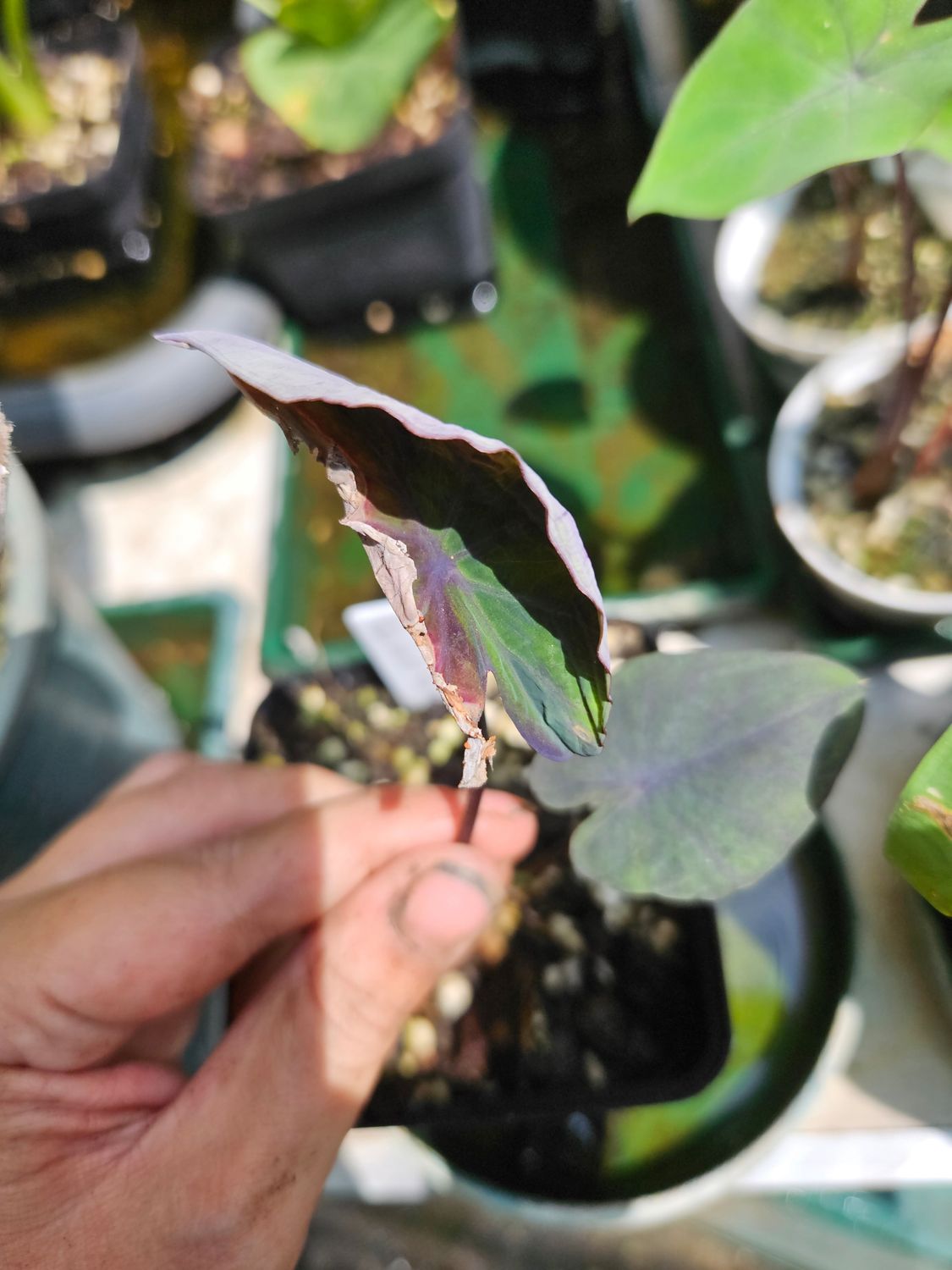 Colocasia Violet Fantasy