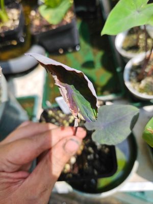 Colocasia Violet Fantasy Colocasia Violet Fantasy