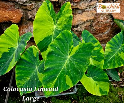 Alocasia and Colocasia