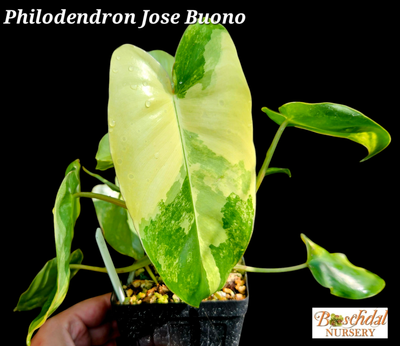 Philodendrons