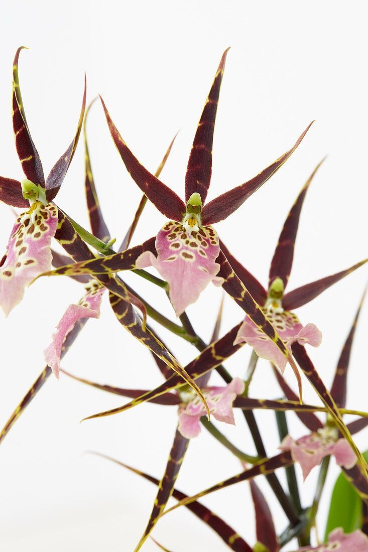 Brassia Shelob tolkien