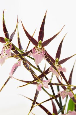 Brassia Shelob tolkien