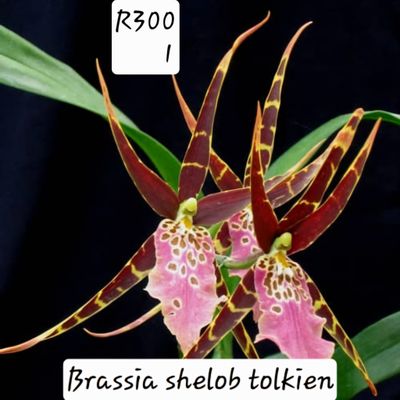 Brassia Shelob tolkien