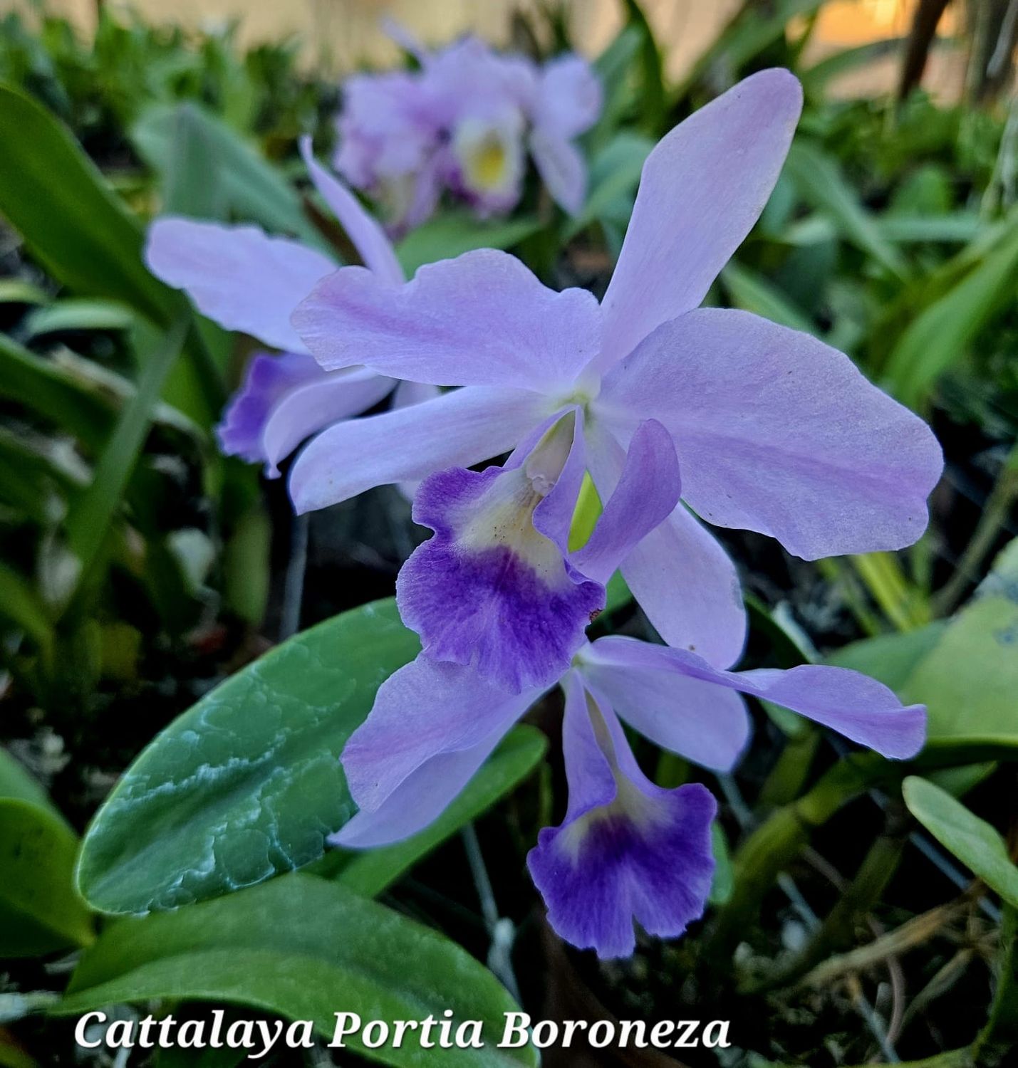 Cattlianthe Portia Boroneza