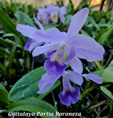 Cattlianthe Portia Boroneza Cattlianthe Portia Boroneza