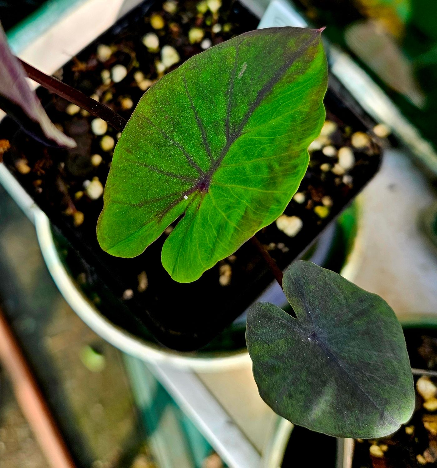 Colocasia Violet Fantasy