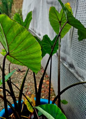 Colocasia Cosmic Black Stem Buy 1 get 1 free!!