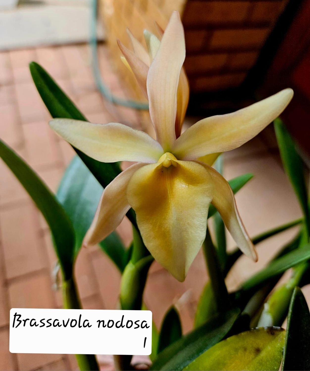 Brassavola nodosa Brassavola nodosa