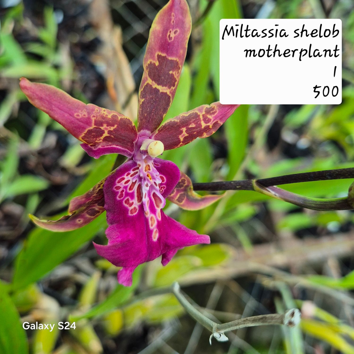 Miltassia Shelob motherplant