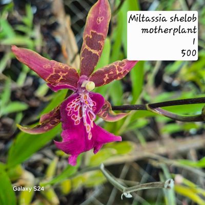 Miltassia Shelob motherplant