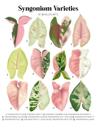 Syngoniums