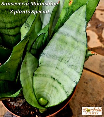 Sanaseveria Moonshine x3 Plants