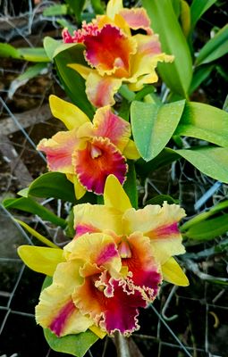 RLC Amazing Thailand rainbow