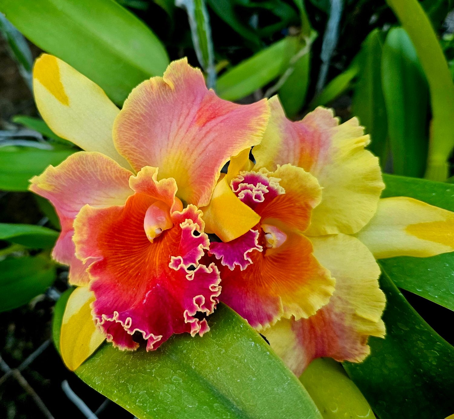 RLC Amazing Thailand rainbow