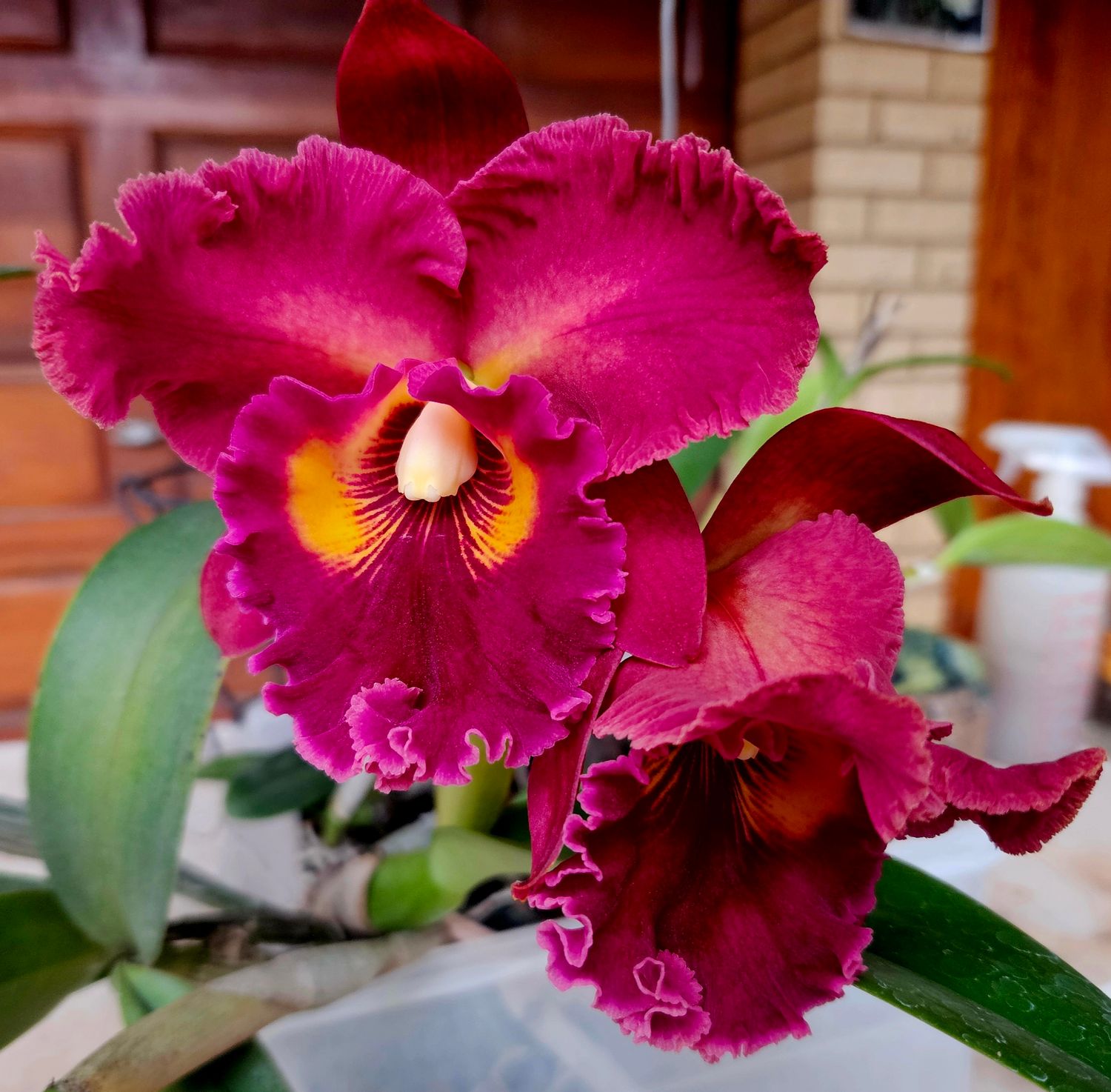 RLC Chau paaya Red