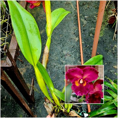 RLC Chau paaya Red