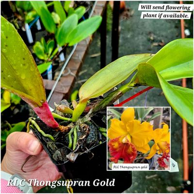 RLC Thongsupran gold