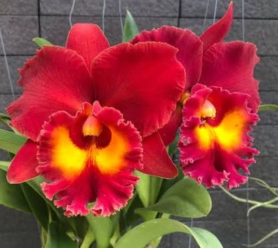 RLC Siam Red