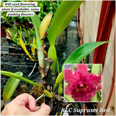 RLC Suprasert Red