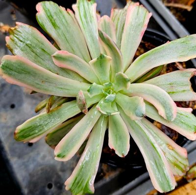 Echeveria Hoveyi Large