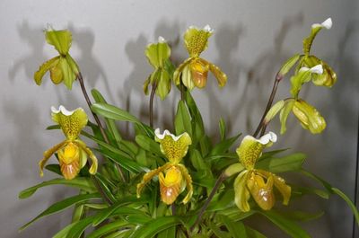 Paphiopedilum insigne species