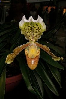 Paphiopedilum insigne species