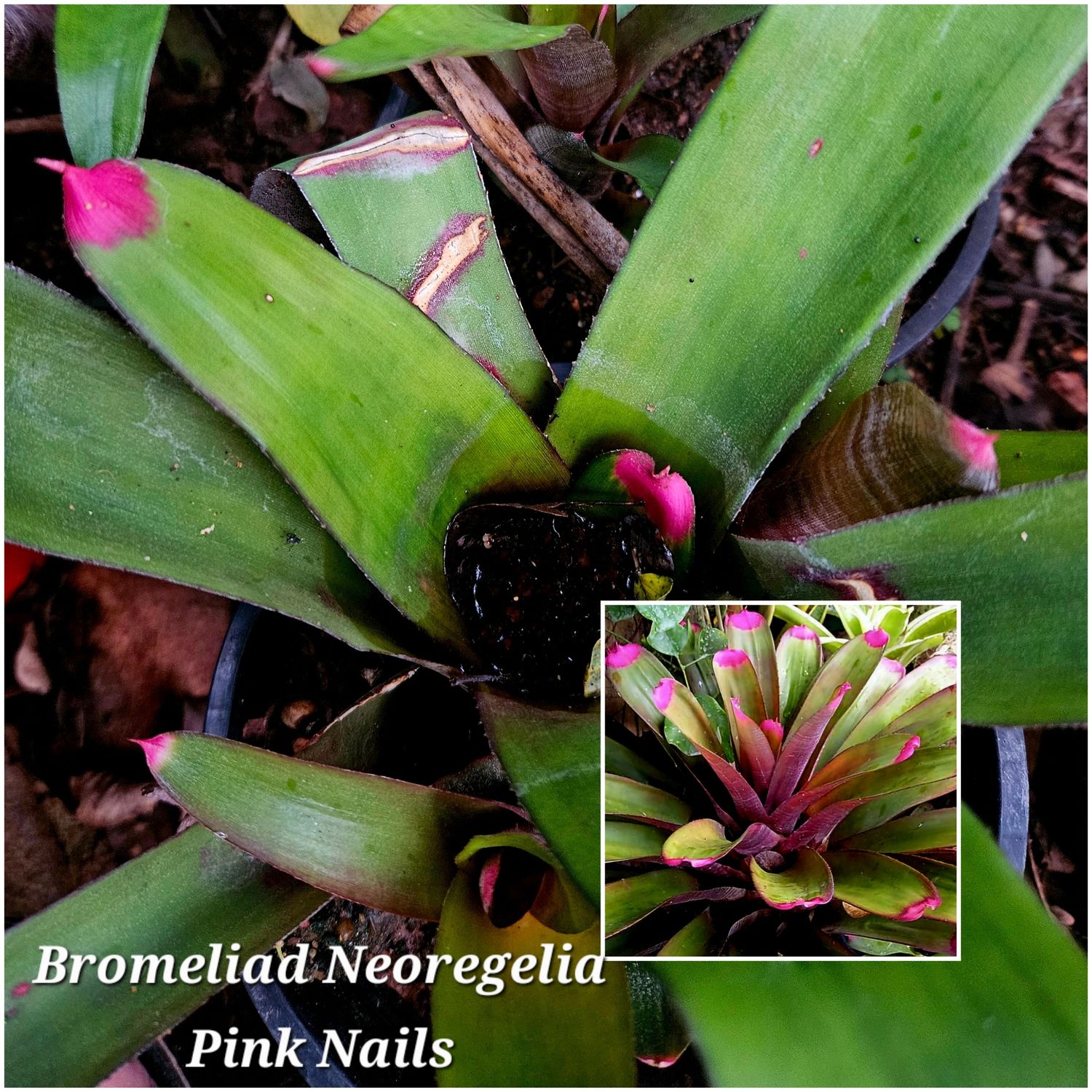 neoregelia Pink nails