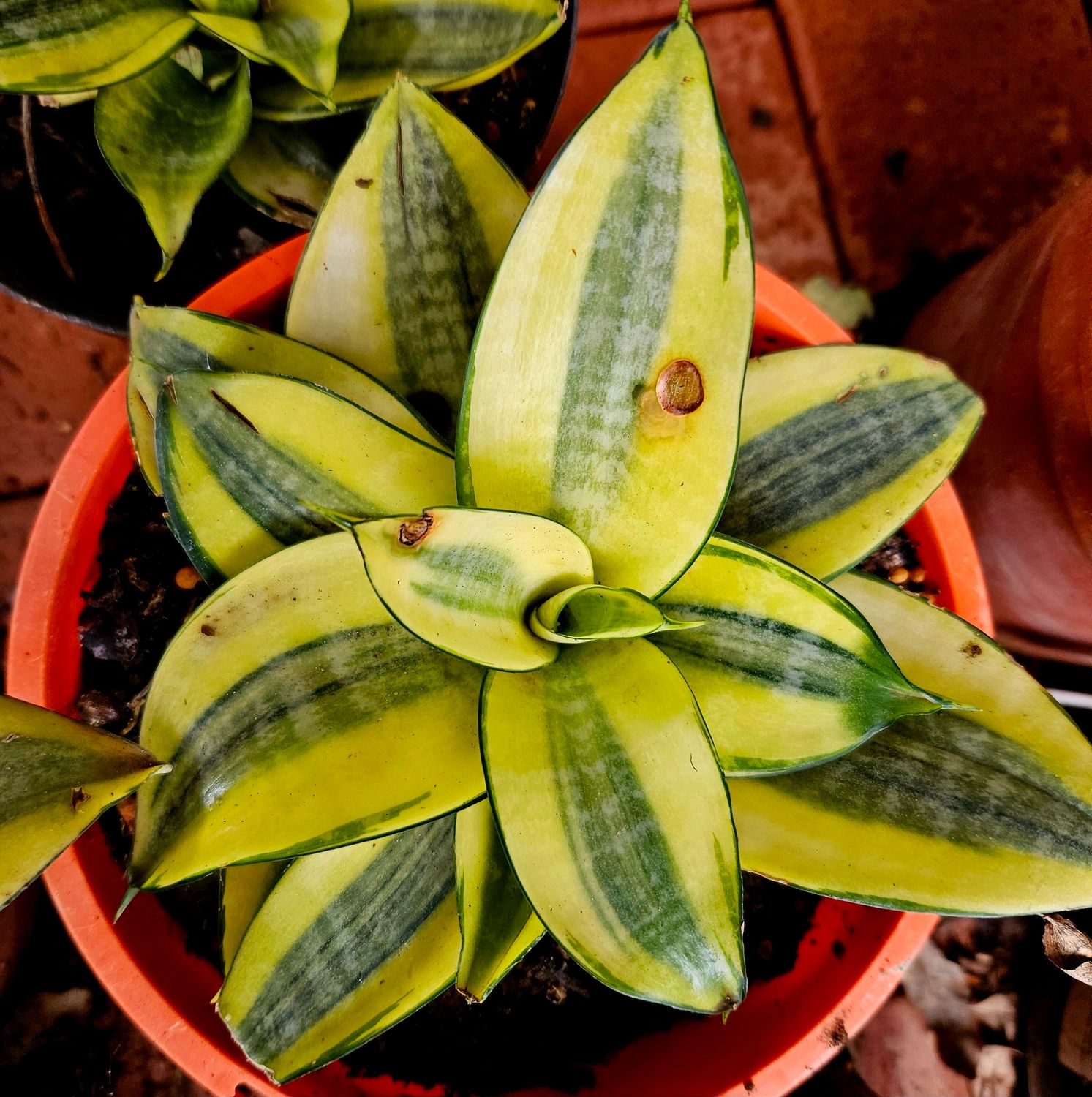 Sanseviera Hahnii Gold