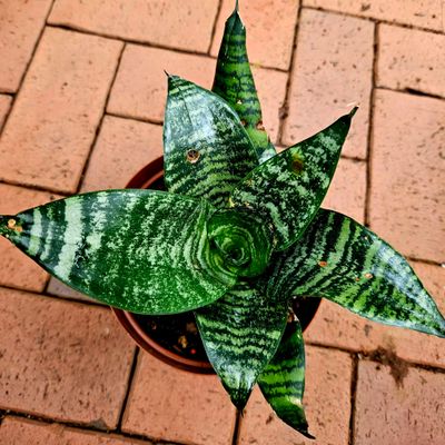 Sansevieria Hahnii