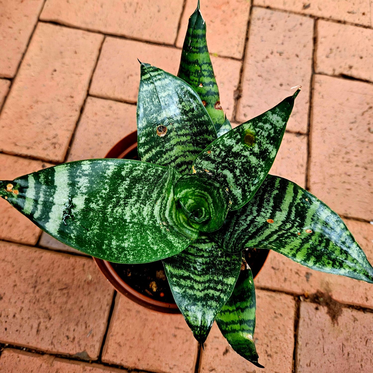 Sansevieria Hahnii