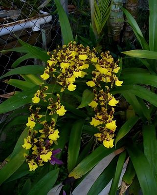 Oncidium spacelatum