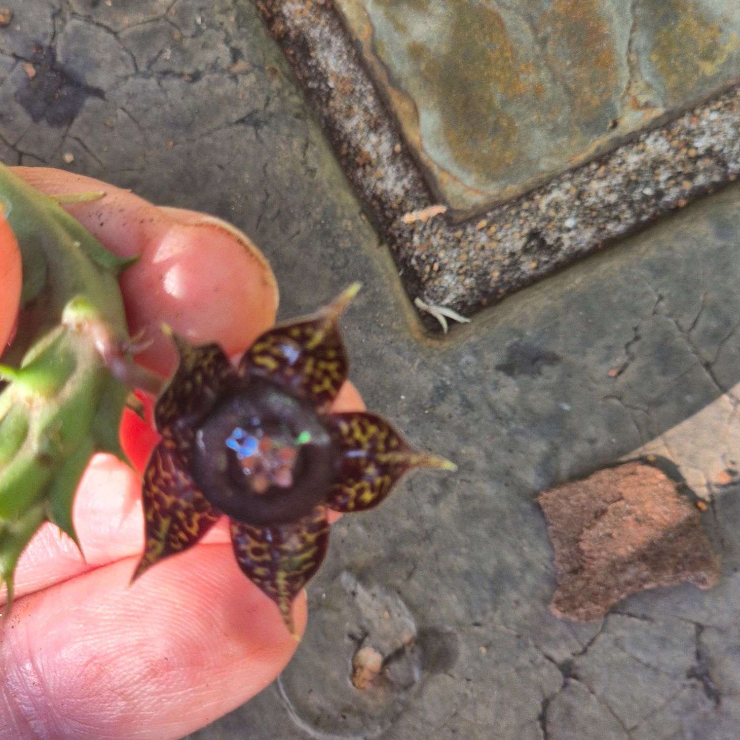 Stapelia meroon with white spots