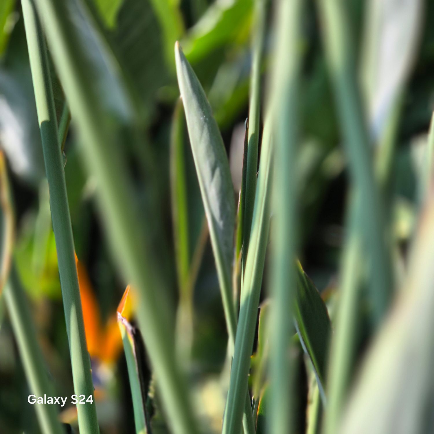 Strelitzia sword shape leaf. RARE