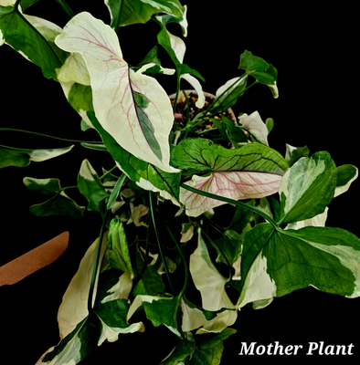 Syngonium White Princess Variegated