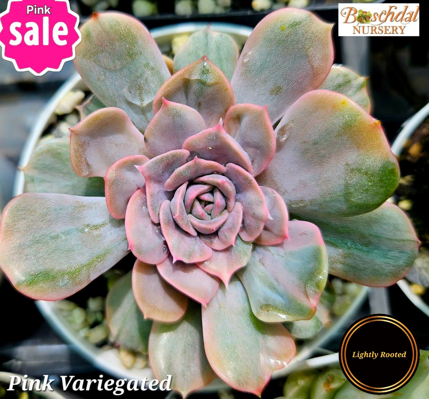 Echeveria Pink Variegated