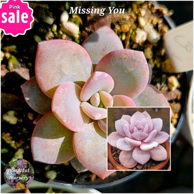 Echeveria Missing You Echeveria Missing You