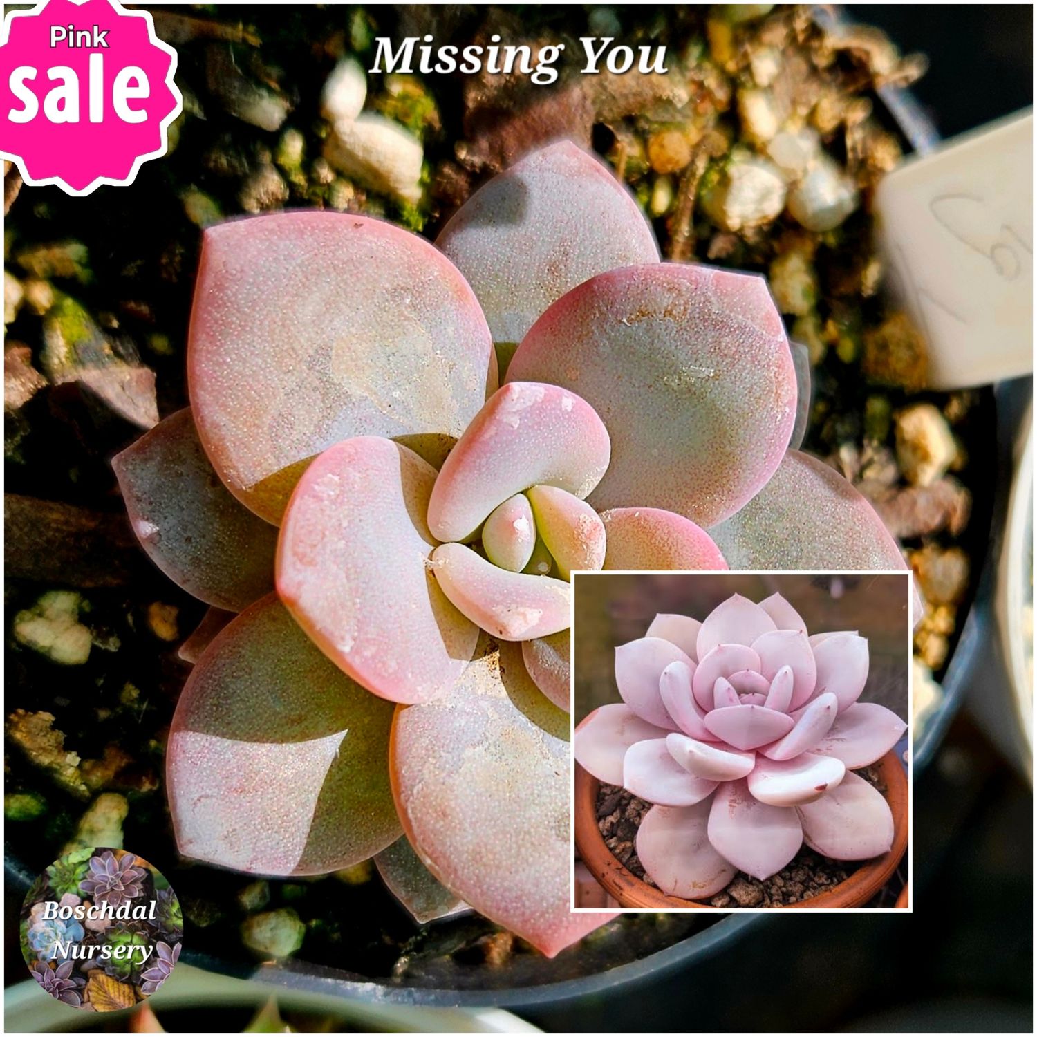 Echeveria Missing You Echeveria Missing You