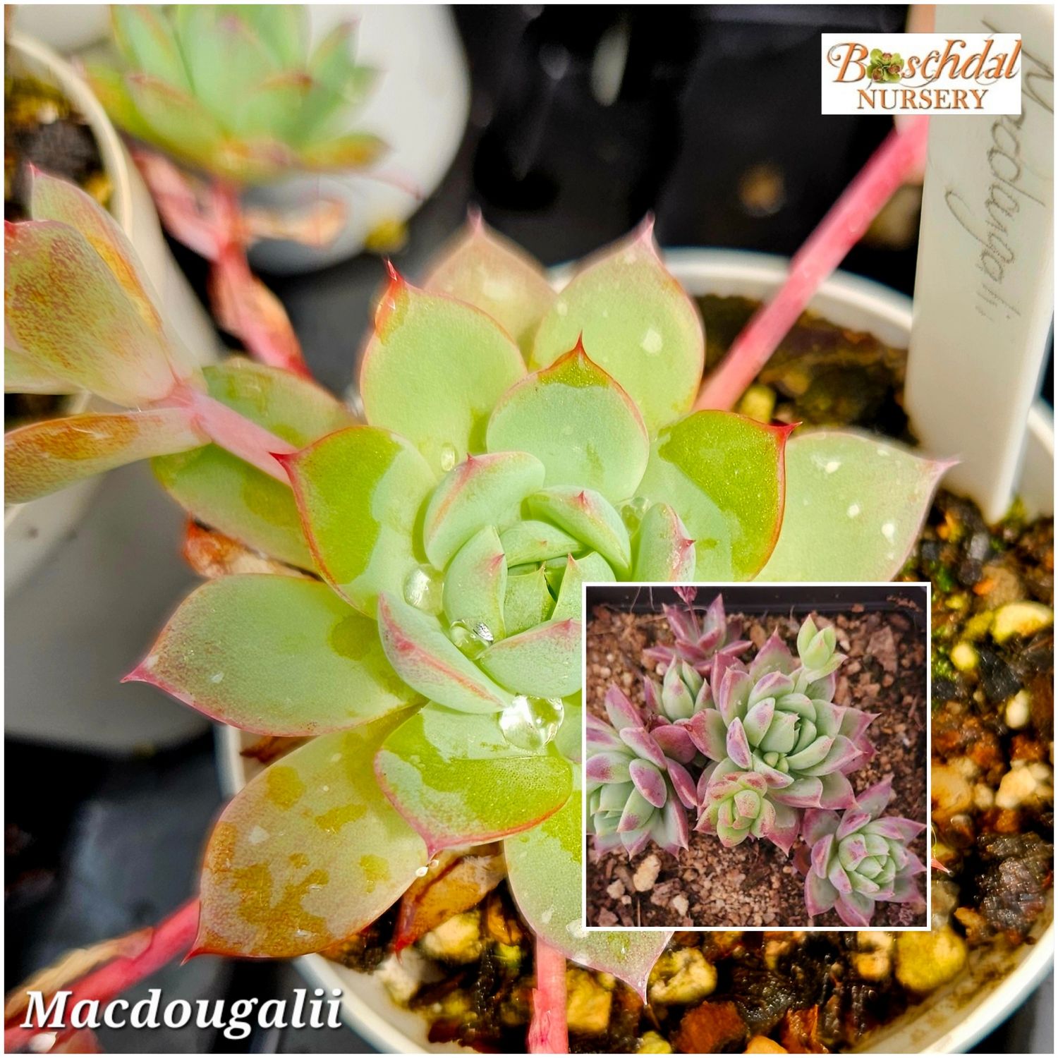 Echeveria Macdougalii
