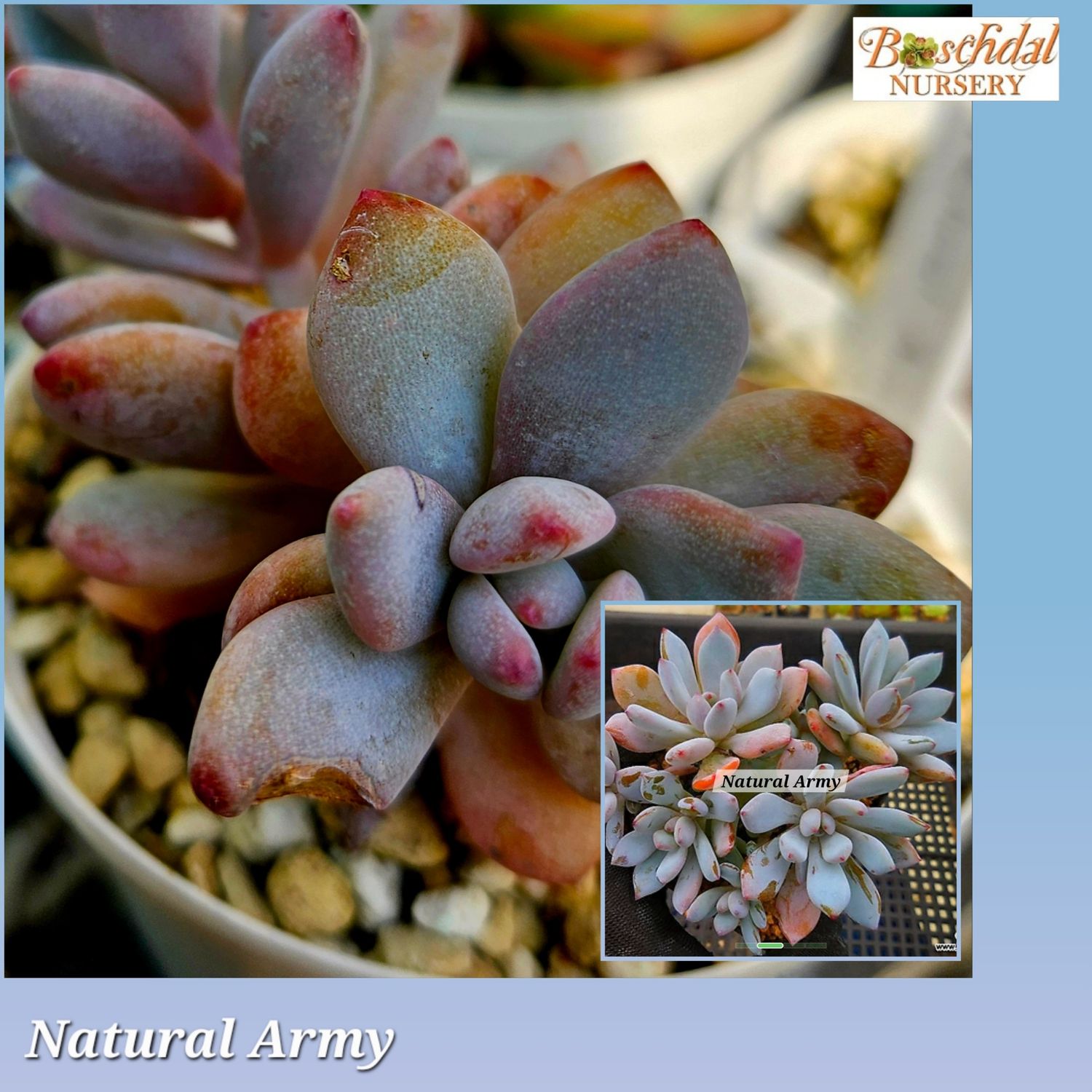 Echeveria Natural Army