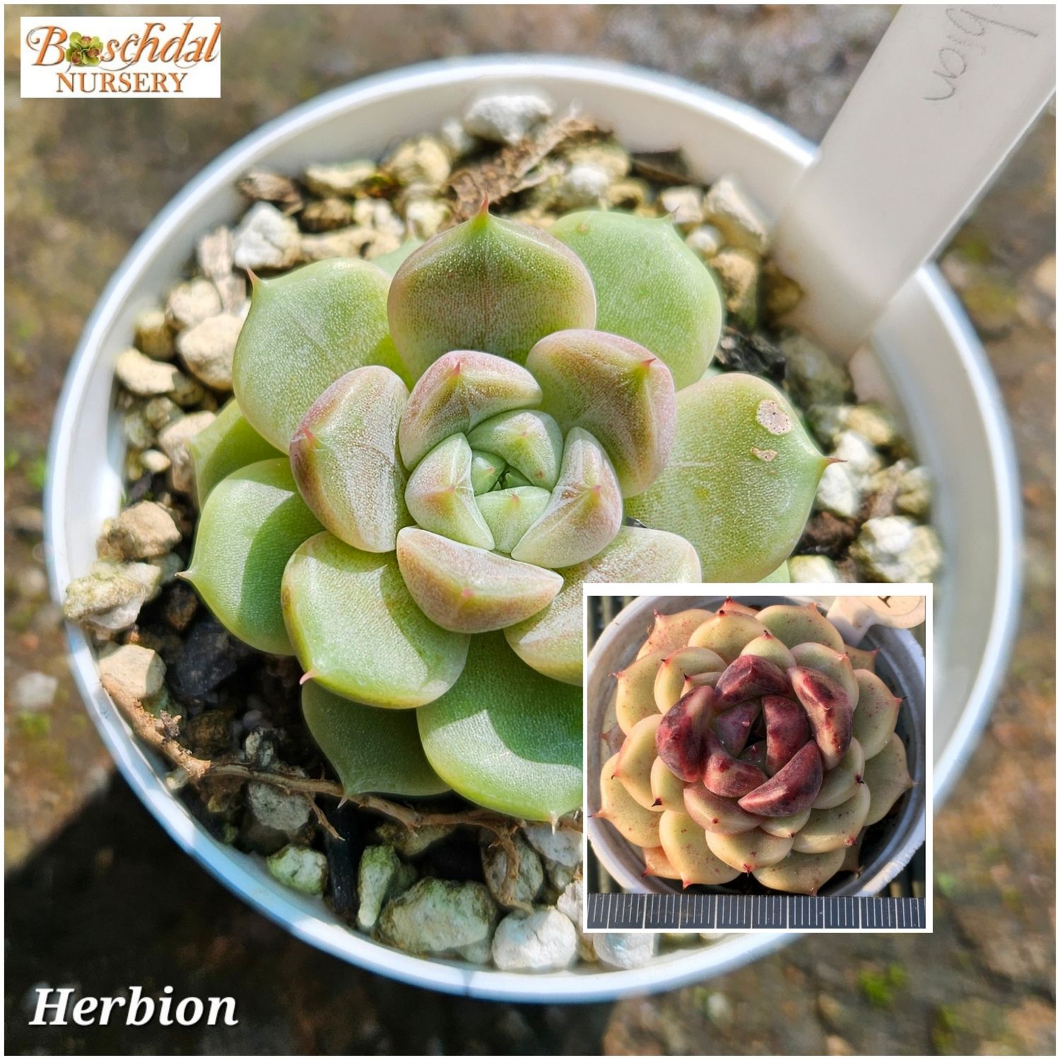Echeveria Herbion