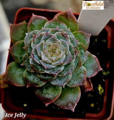 Echeveria Ice Jelly