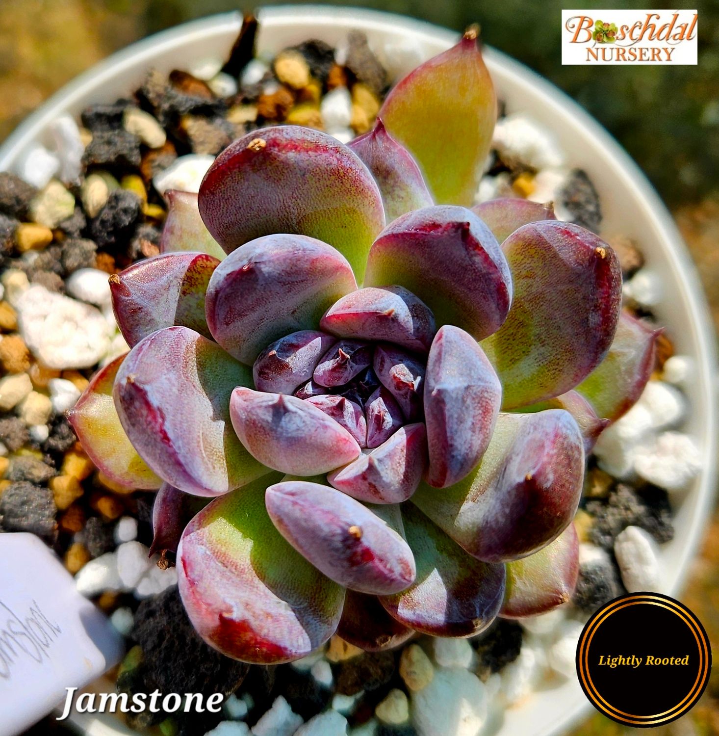 Echeveria Jamstone