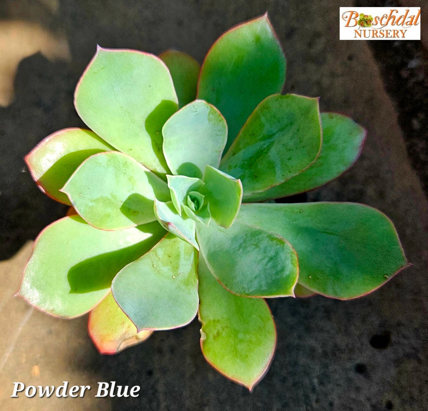 Echeveria Powder Blue Echeveria Powder Blue