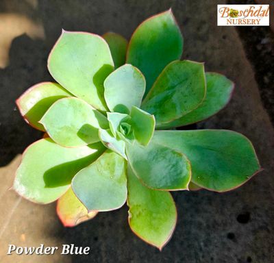 Echeveria Powder Blue