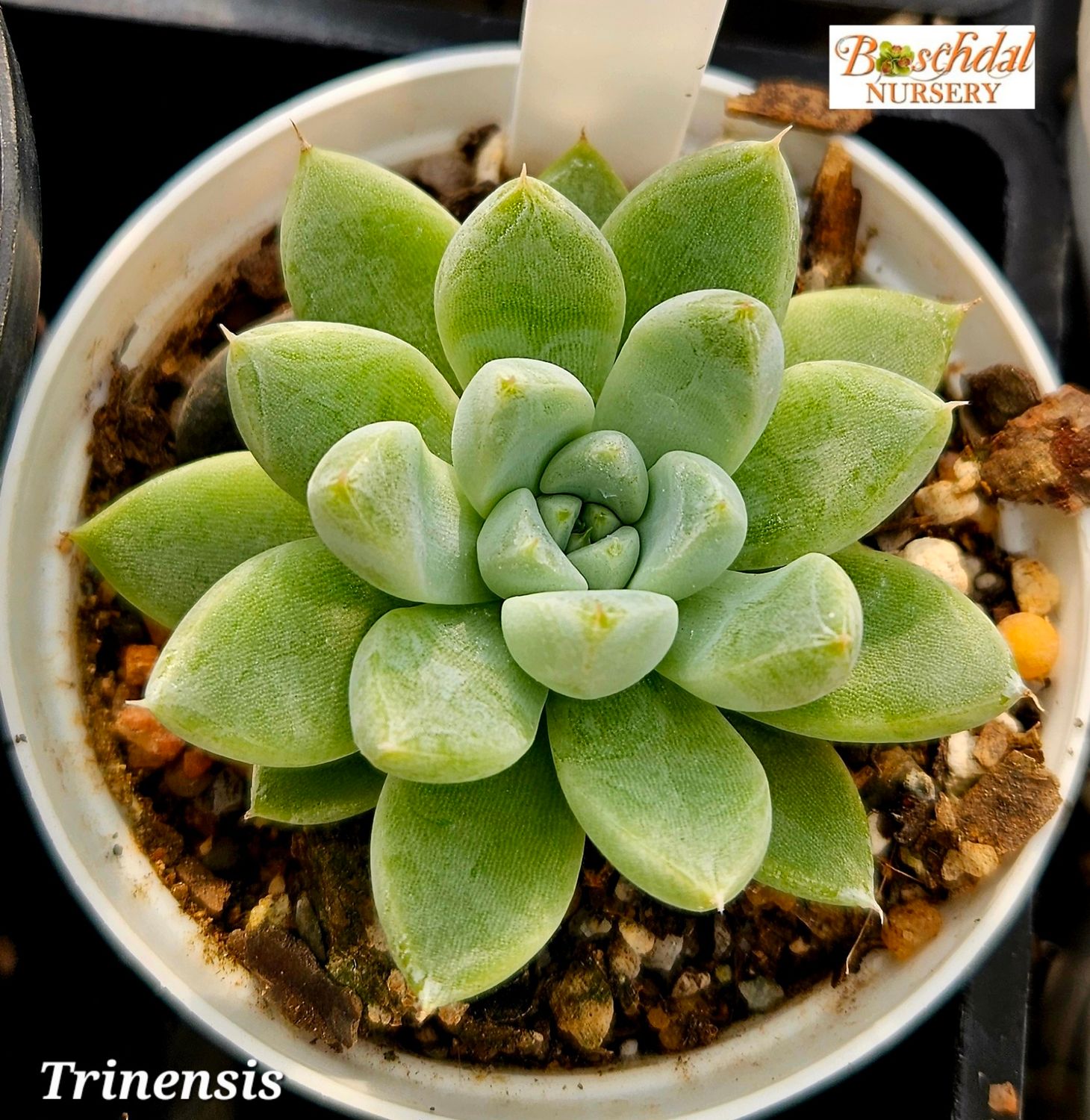 Echeveria Trinensis